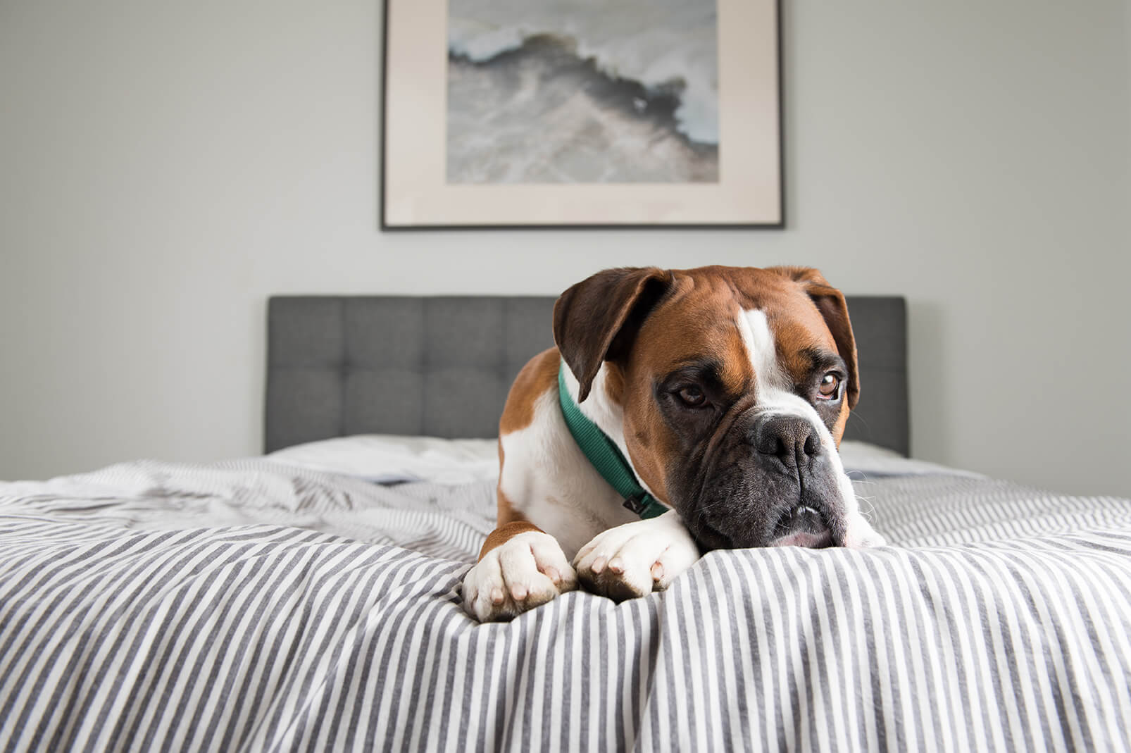 5 ways to keep your dog entertained when home alone