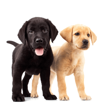 Dog on sale names 2020