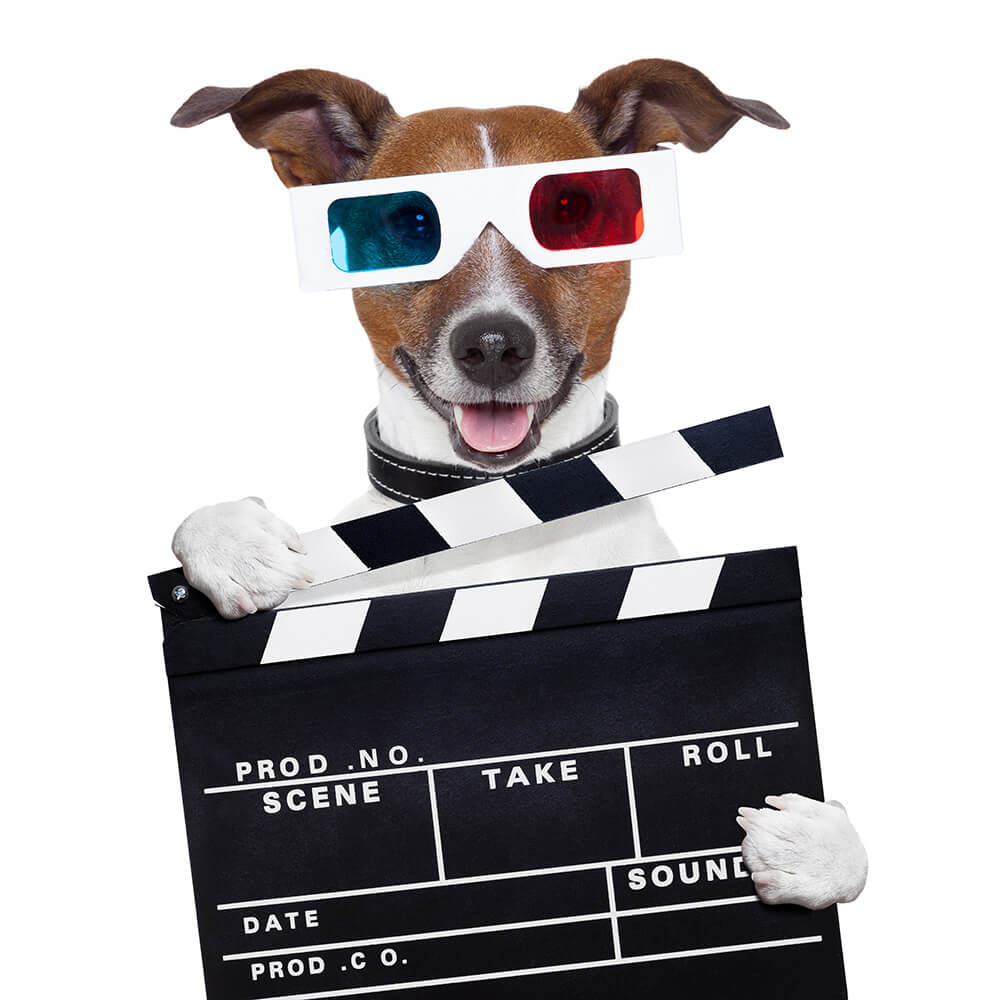 The 10 best dog films of all time | TastyBone